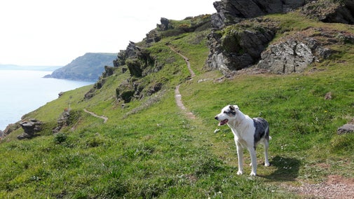 A dog on Pencarrow headland, Cornwall